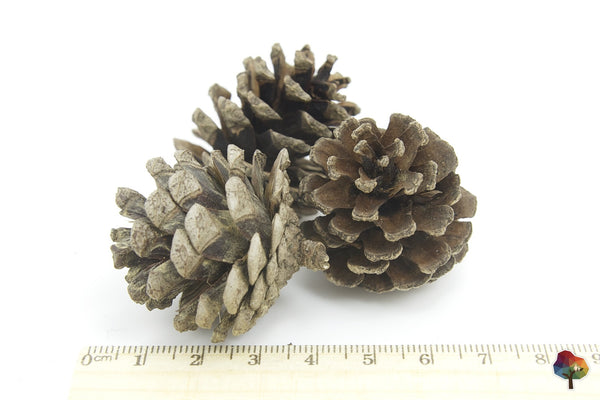 Pine Cones @ 大樹孩子生活館             Tree Children's Lodge, Hong Kong - 2